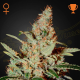 Chemdog - GREEN HOUSE SEEDS | TanieSianie.pl