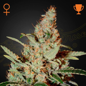 Chemdog - GREEN HOUSE SEEDS | TanieSianie.pl