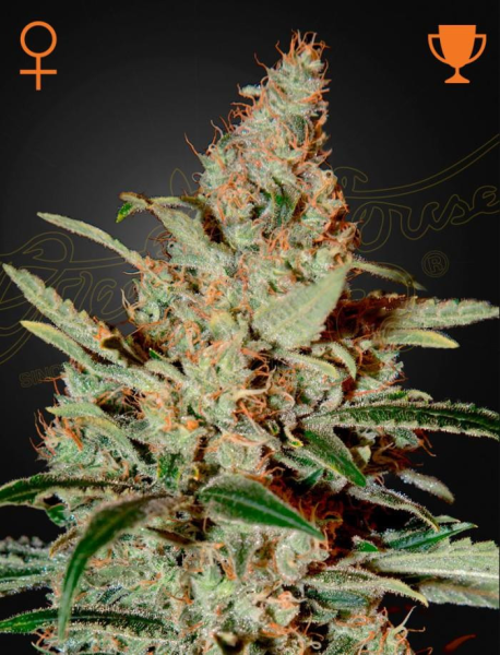 Chemdog - GREEN HOUSE SEEDS | TanieSianie.pl