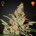 Chemdog - GREEN HOUSE SEEDS