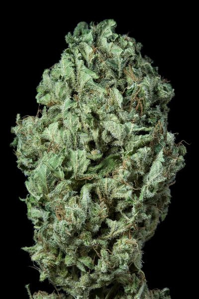 Sour Diesel Auto - DINAFEM | TanieSianie.pl