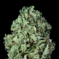 Sour Diesel Auto - DINAFEM