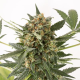 Kush'n'Cheese Auto - DINAFEM | TanieSianie.pl