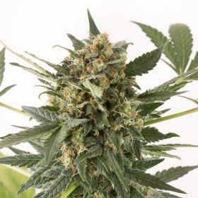 Kush'n'Cheese Auto - DINAFEM | TanieSianie.pl