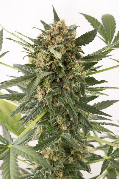 Kush'n'Cheese Auto - DINAFEM | TanieSianie.pl