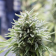 OG Kush Auto - DINAFEM | TanieSianie.pl