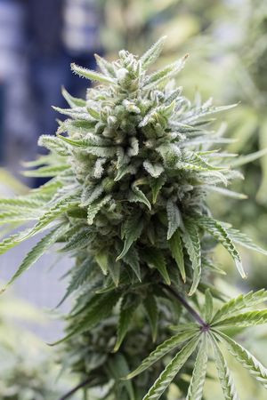 OG Kush Auto - DINAFEM | TanieSianie.pl