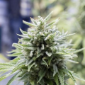 OG Kush Auto - DINAFEM