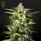 Jack Herer Auto - GREEN HOUSE SEEDS | TanieSianie.pl
