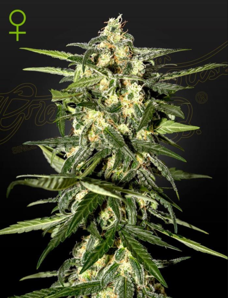 Jack Herer Auto - GREEN HOUSE SEEDS | TanieSianie.pl