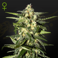 Jack Herer Auto - GREEN HOUSE SEEDS
