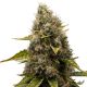 White Widow | TanieSianie.pl