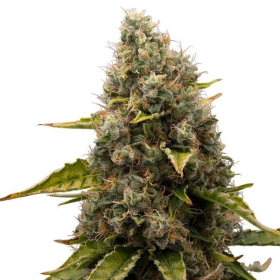 White Widow | TanieSianie.pl