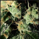 Chemdog - GREEN HOUSE SEEDS | TanieSianie.pl