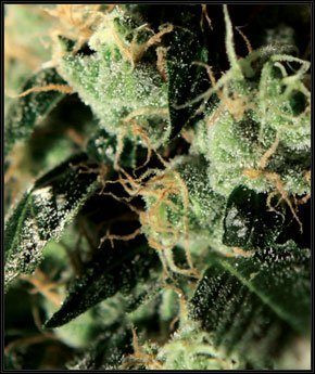 Chemdog - GREEN HOUSE SEEDS | TanieSianie.pl