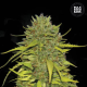 AK - BULK SEED BANK | TanieSianie.pl