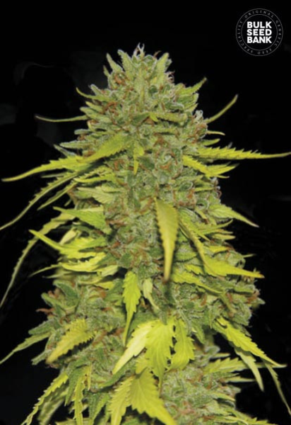 AK - BULK SEED BANK | TanieSianie.pl