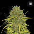AK - BULK SEED BANK