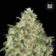 Amnesia Platinum - BULK SEED BANK | TanieSianie.pl