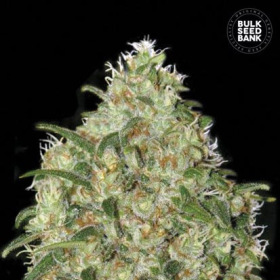 Amnesia Platinum - BULK SEED BANK | TanieSianie.pl