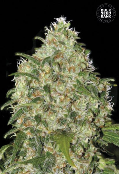 Amnesia Platinum - BULK SEED BANK | TanieSianie.pl