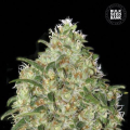 Amnesia Platinum - BULK SEED BANK