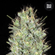 Amnesia Haze - BULK SEED BANK | TanieSianie.pl