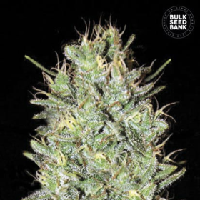 Amnesia Haze - BULK SEED BANK | TanieSianie.pl