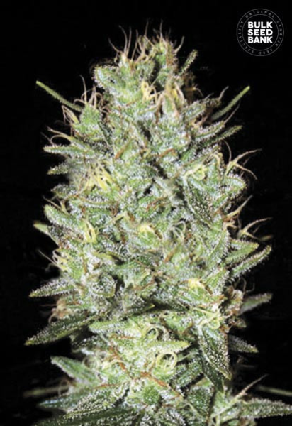 Amnesia Haze - BULK SEED BANK | TanieSianie.pl