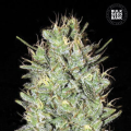 Amnesia Haze - BULK SEED BANK