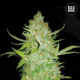Auto AK - BULK SEED BANK | TanieSianie.pl