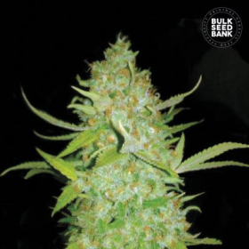 Auto AK - BULK SEED BANK | TanieSianie.pl