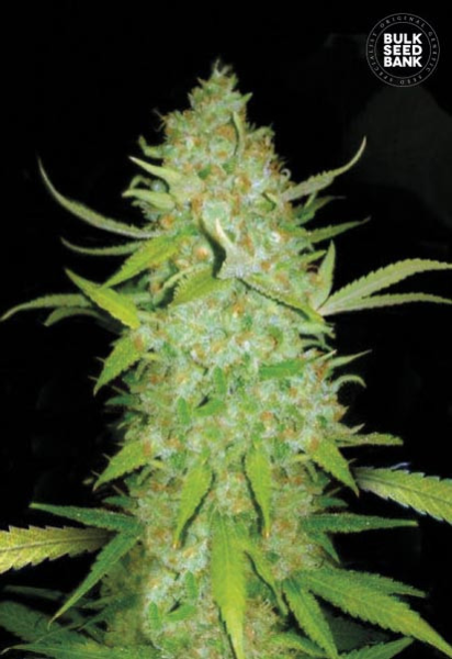 Auto AK - BULK SEED BANK | TanieSianie.pl