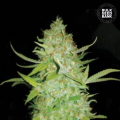 Auto AK - BULK SEED BANK
