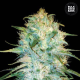Auto Amnesia Platinum - BULK SEED BANK | TanieSianie.pl