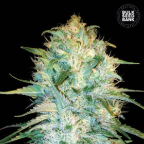 Auto Amnesia Platinum - BULK SEED BANK | TanieSianie.pl