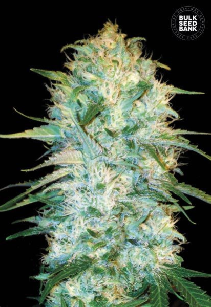 Auto Amnesia Platinum - BULK SEED BANK | TanieSianie.pl