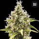 Auto Amnesia Haze - BULK SEED BANK | TanieSianie.pl