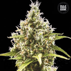 Auto Amnesia Haze - BULK SEED BANK | TanieSianie.pl