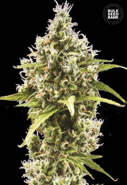 Auto Amnesia Haze - BULK SEED BANK | TanieSianie.pl