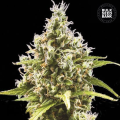 Auto Amnesia Haze - BULK SEED BANK