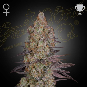 Exodus Cheese - GREEN HOUSE SEEDS | TanieSianie.pl