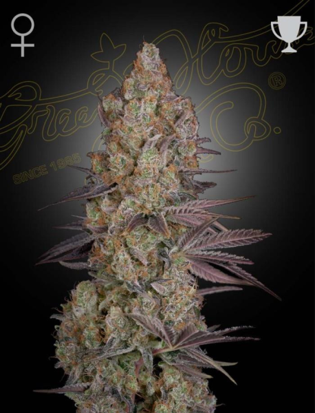 Exodus Cheese - GREEN HOUSE SEEDS | TanieSianie.pl
