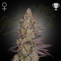 Exodus Cheese - GREEN HOUSE SEEDS