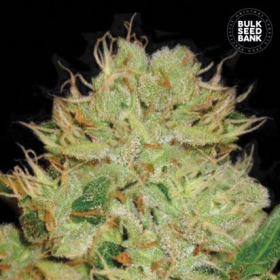 Auto Bigger Bud - BULK SEED BANK | TanieSianie.pl