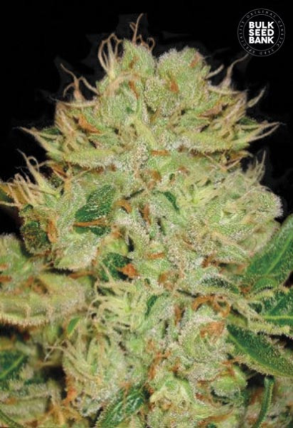 Auto Bigger Bud - BULK SEED BANK | TanieSianie.pl
