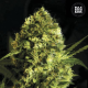 Auto Devil's Kiss - BULK SEED BANK | TanieSianie.pl