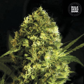 Auto Devil's Kiss - BULK SEED BANK | TanieSianie.pl