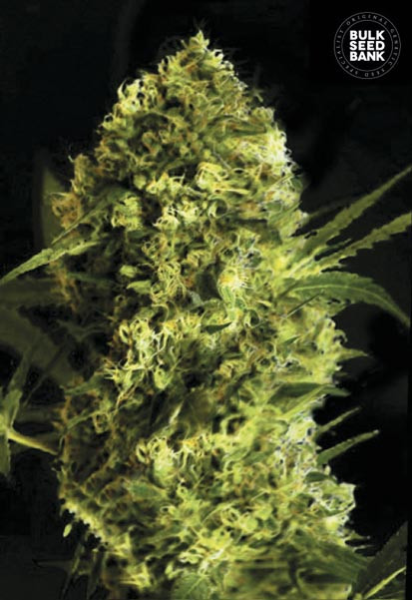 Auto Devil's Kiss - BULK SEED BANK | TanieSianie.pl