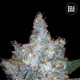 Auto Blueberry Berry - BULK SEED BANK | TanieSianie.pl